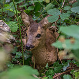 Roe deer
